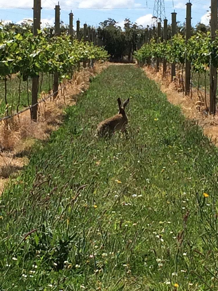 Hare in the vines
