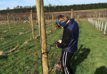 Lachlan helping with pruning in the holidays