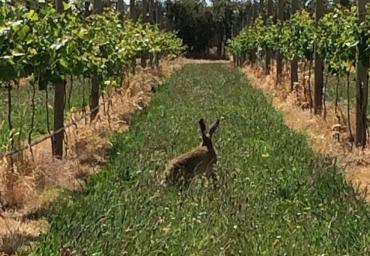 Hare in the vines